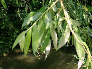  Du saule blanc à l'aspirine maison