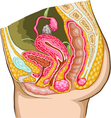 Incontinence fecale après l'accouchement